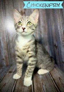 Enlarge Chickenfry, a Adoptable Tabby in Pleasanton, TX image 2/3