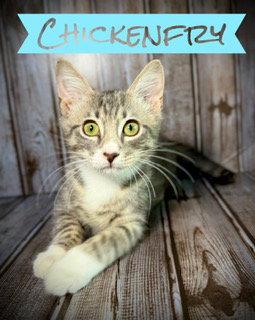 Enlarge Chickenfry, a Adoptable Tabby in Pleasanton, TX image 3/3