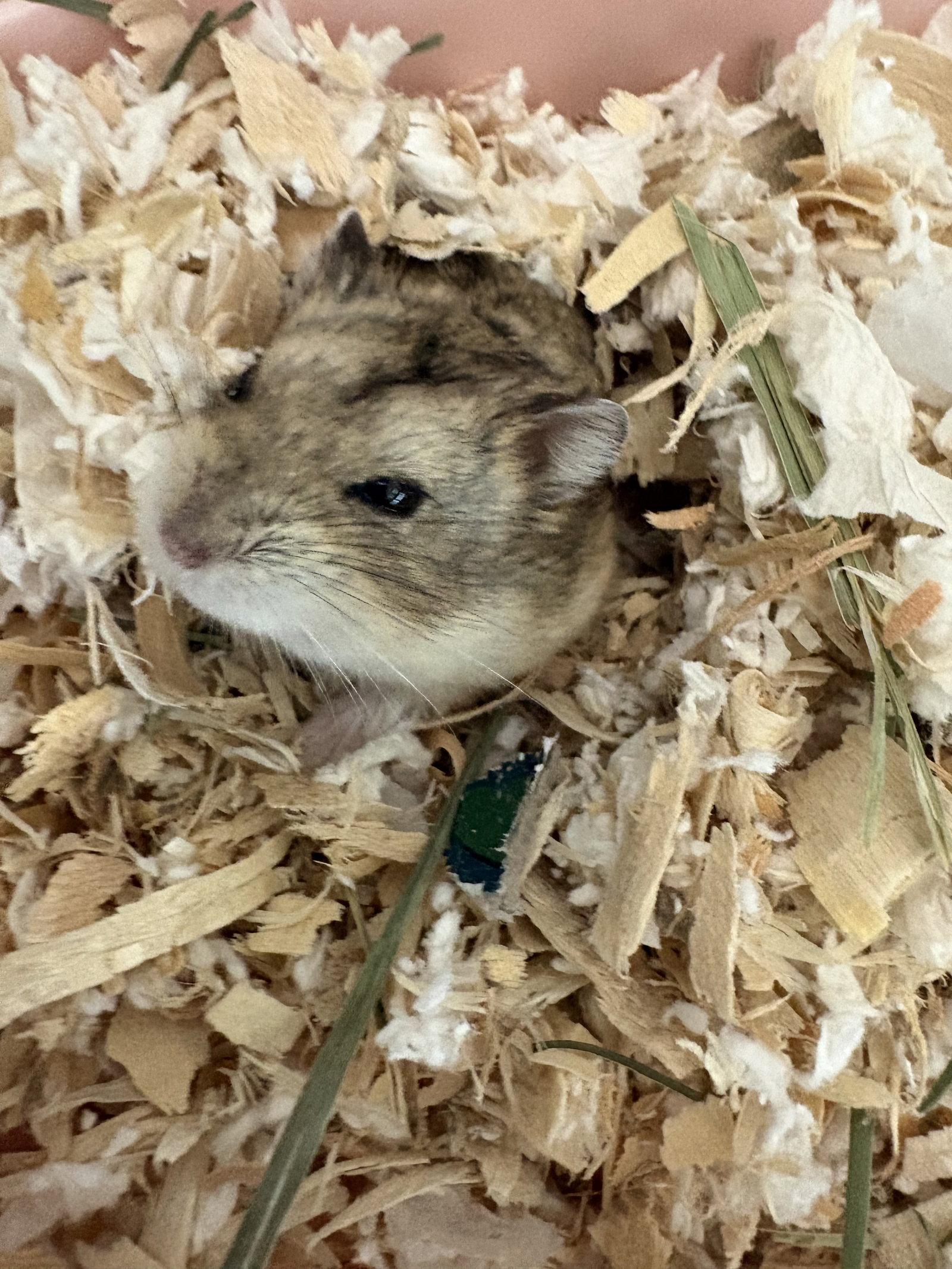 Pancake, Adoptable, Adult Male Hamster.