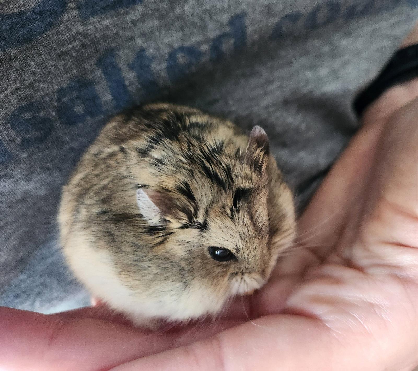 Enlarge Pancake, a Adoptable Hamster in Frederick, MD image 2/3