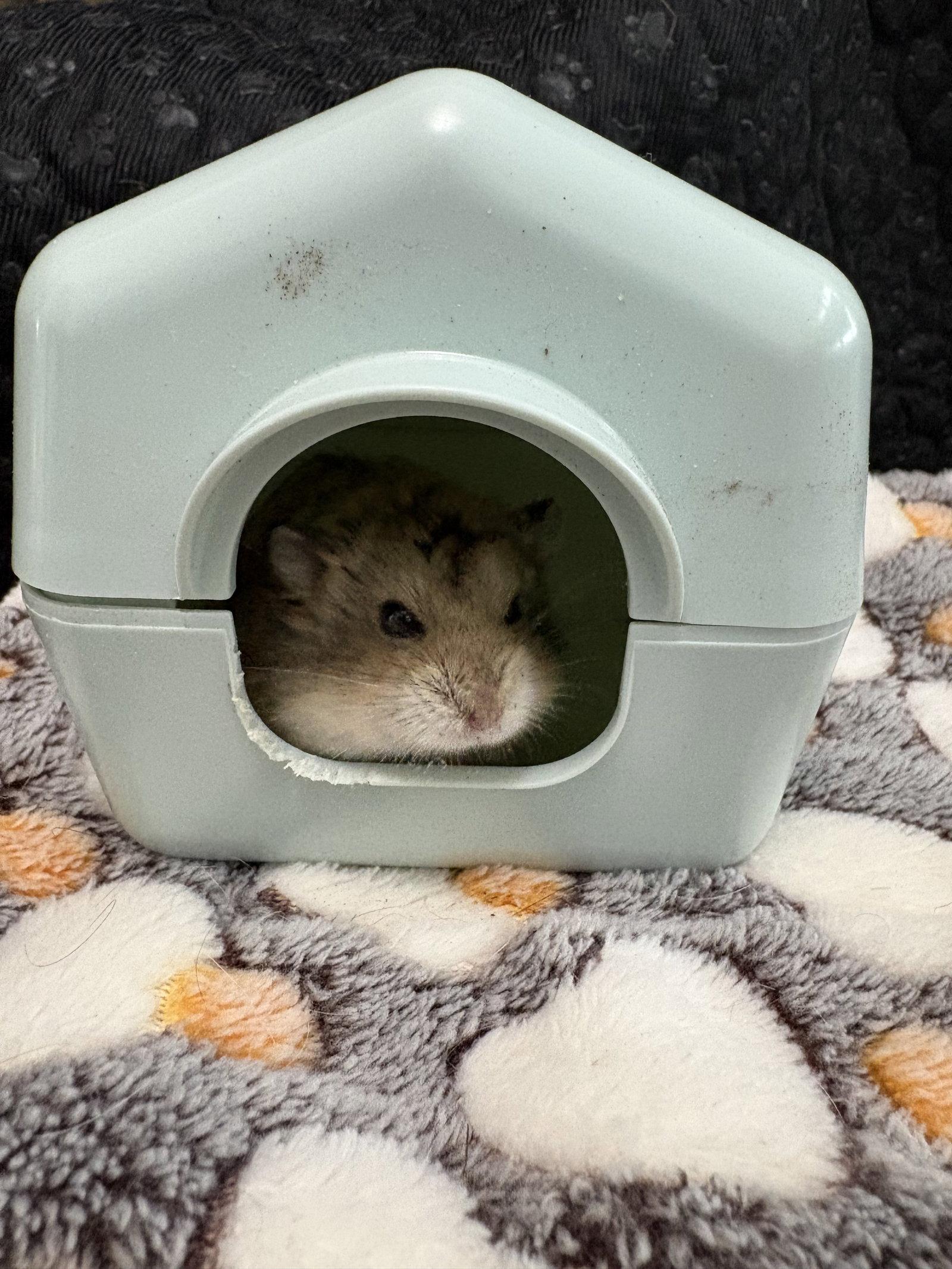 Enlarge Pancake, a Adoptable Hamster in Frederick, MD image 3/3