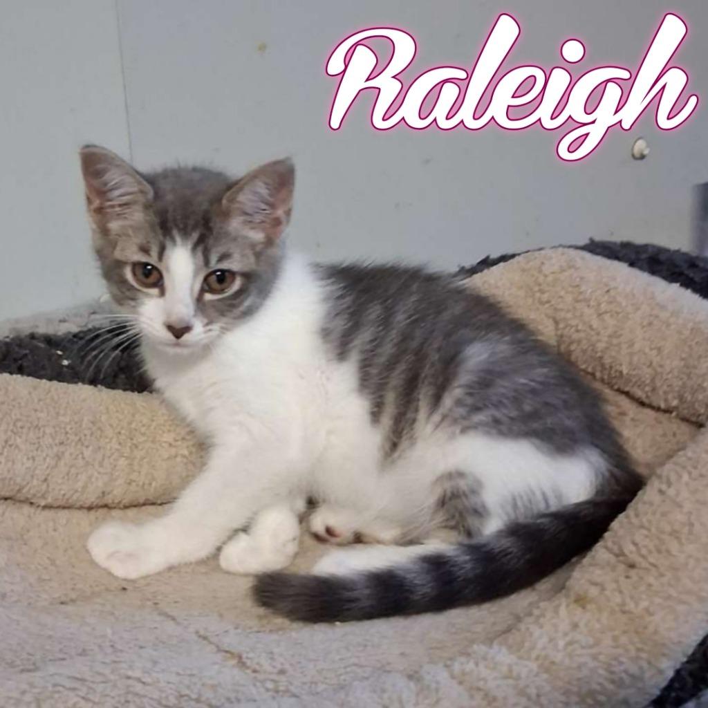 Raleigh, Adoptable, Kitten Female Domestic Short Hair.