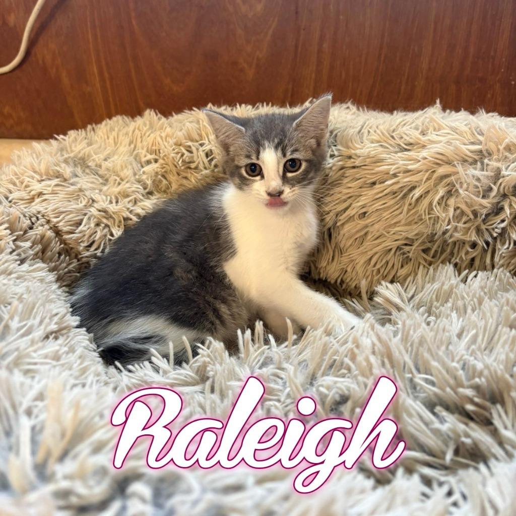 Raleigh, a Adoptable Domestic Short Hair in Hillsboro, OH image 2/5