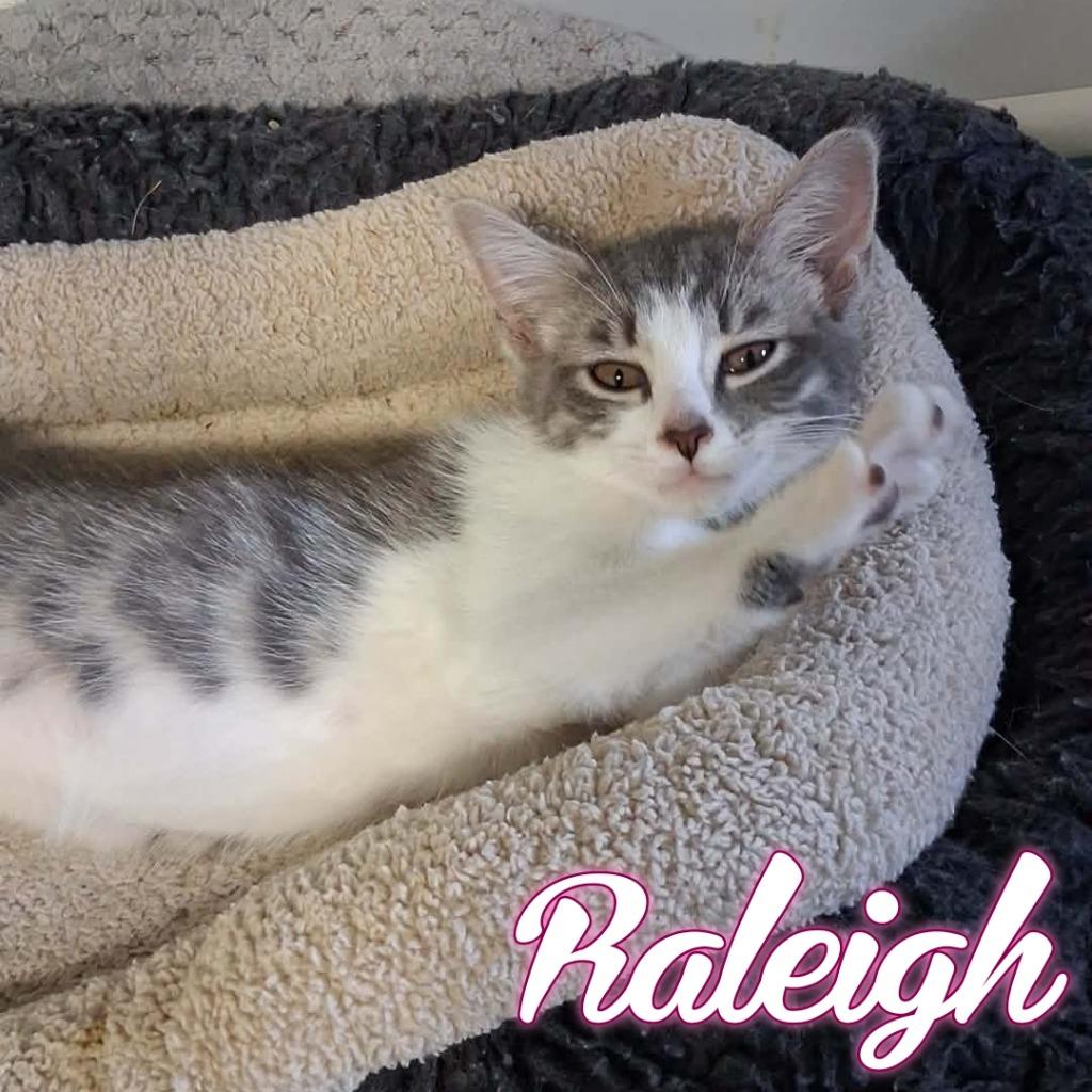 Raleigh, a Adoptable Domestic Short Hair in Hillsboro, OH image 3/5