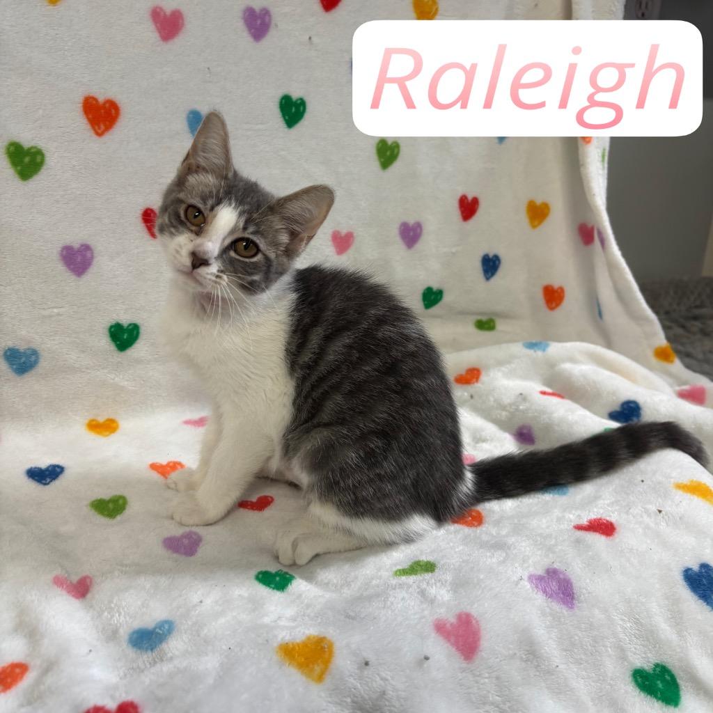 Raleigh, a Adoptable Domestic Short Hair in Hillsboro, OH image 4/5
