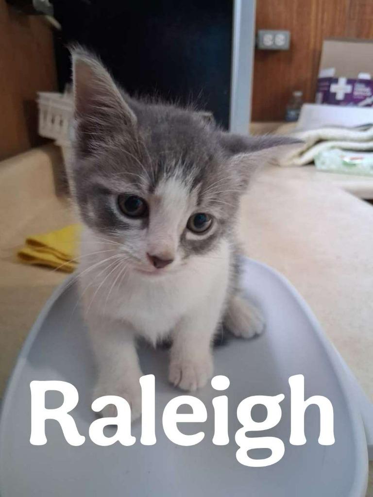 Raleigh, a Adoptable Domestic Short Hair in Hillsboro, OH image 5/5
