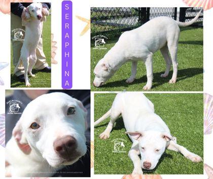 Enlarge SERAPHINA, a Adoptable mixed breed in Kenansville, NC image 1/1