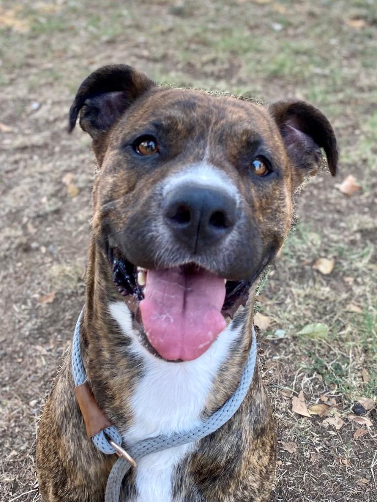 Monte, a Adoptable mixed breed in Chico, CA image 1/5