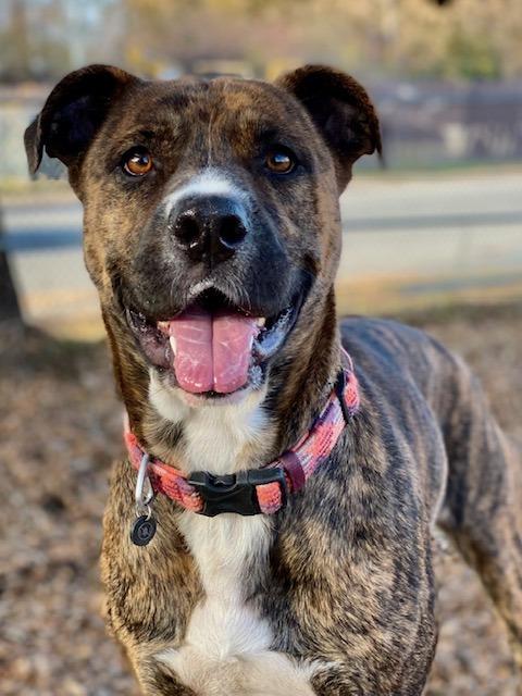 Monte, a Adoptable mixed breed in Chico, CA image 2/5