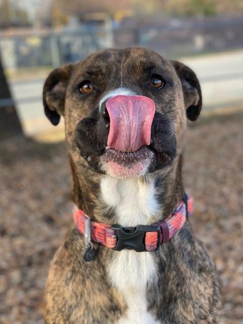 Monte, a Adoptable mixed breed in Chico, CA image 3/5