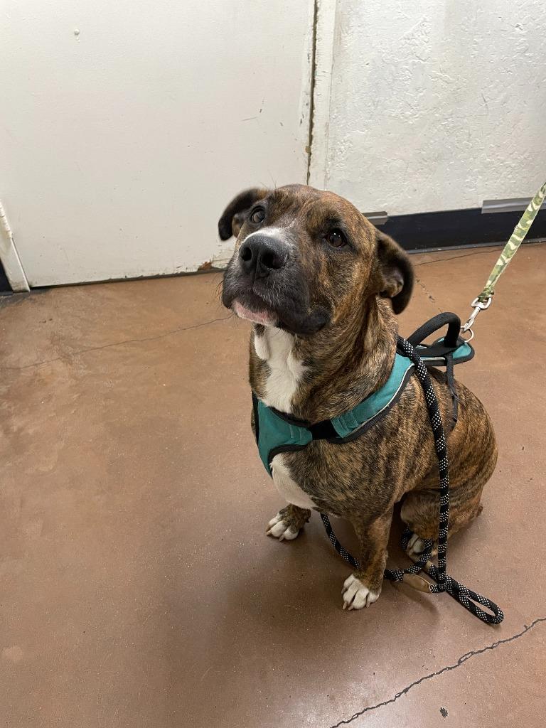 Monte, a Adoptable mixed breed in Chico, CA image 4/5