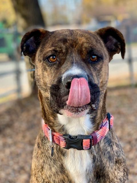 Monte, a Adoptable mixed breed in Chico, CA image 5/5