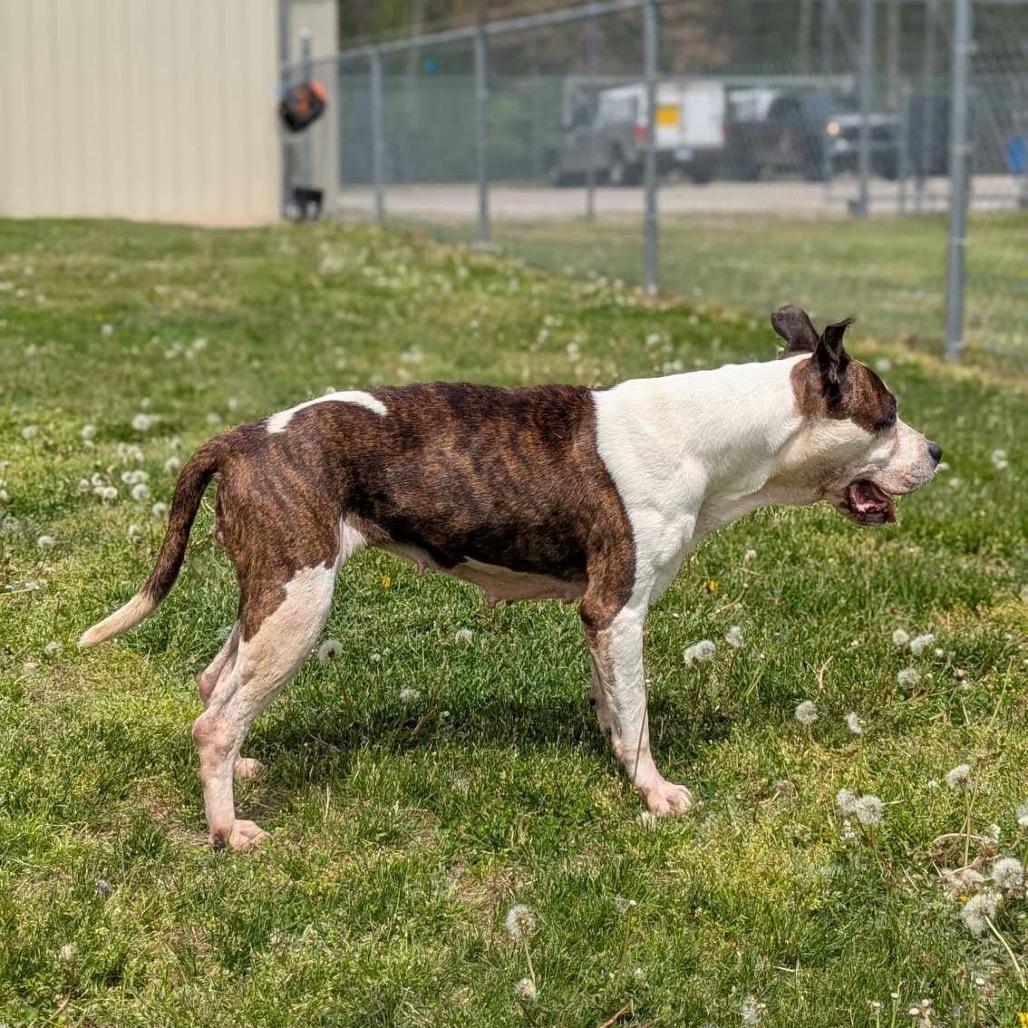 Princess, Adoptable, Senior Female Pit Bull Terrier.