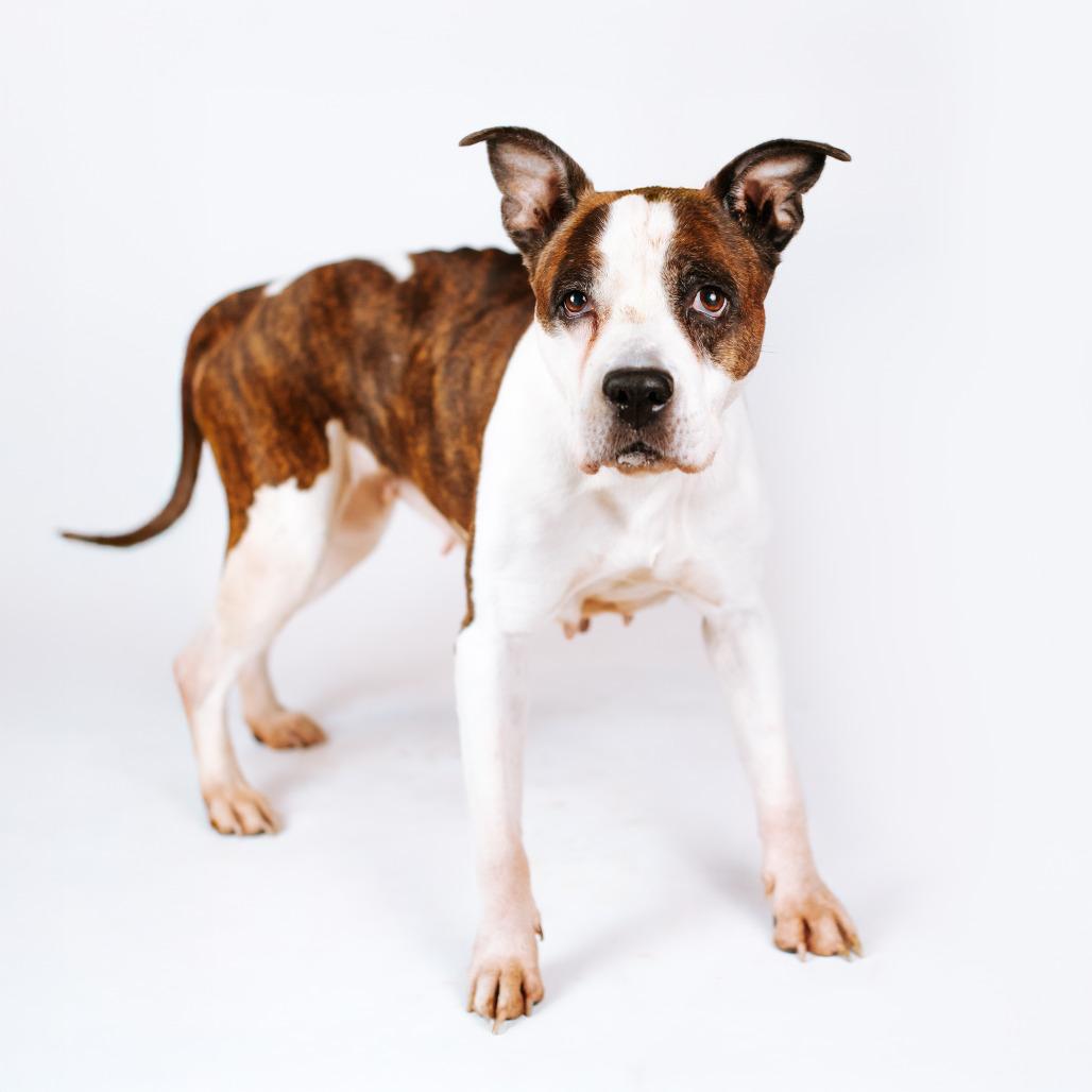Princess, a Adoptable Pit Bull Terrier in Northbrook, IL image 2/6