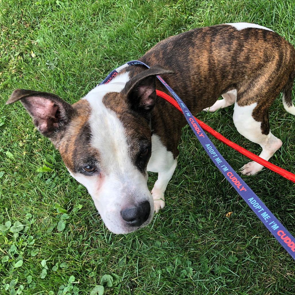 Princess, a Adoptable Pit Bull Terrier in Northbrook, IL image 3/6