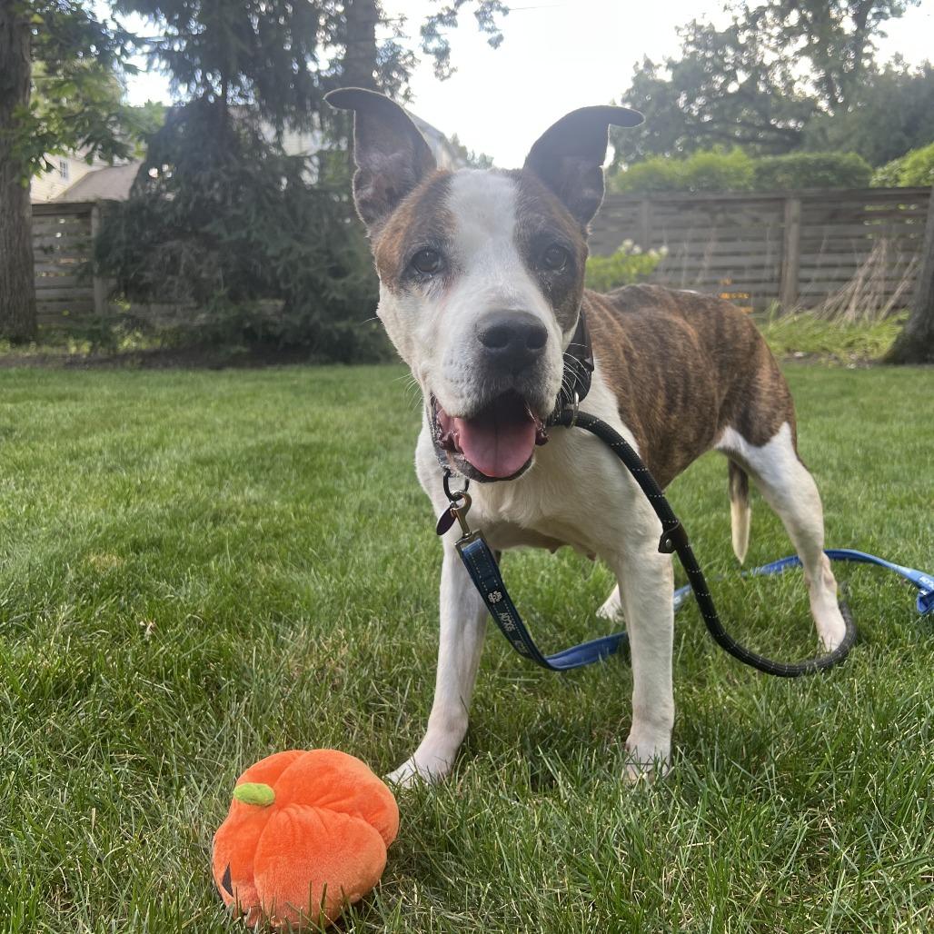 Enlarge Princess, a Adoptable Pit Bull Terrier in Northbrook, IL image 4/6