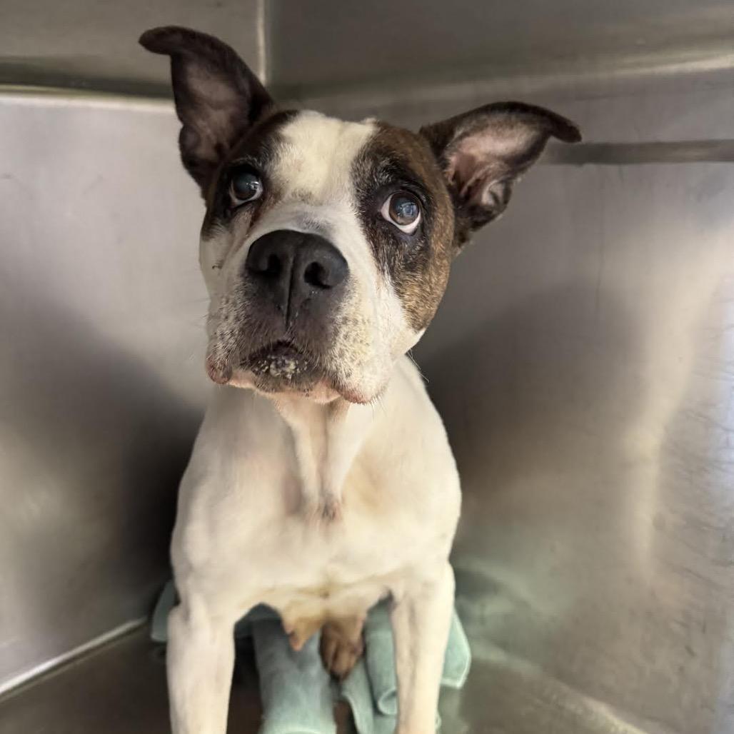 Princess, a Adoptable Pit Bull Terrier in Northbrook, IL image 4/6