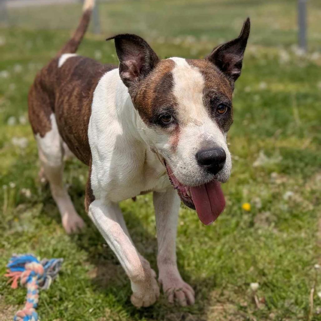 Princess, a Adoptable Pit Bull Terrier in Northbrook, IL image 5/6