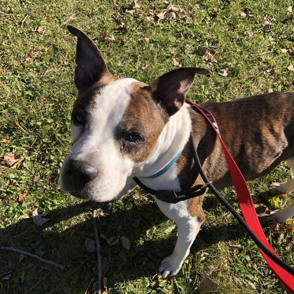 Princess, a Adoptable Pit Bull Terrier in Northbrook, IL image 6/6