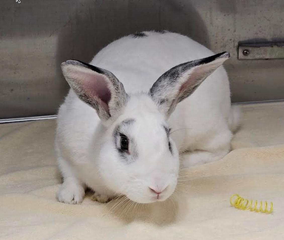 Enlarge Fig, a ADOPTABLE American in Medfield, MA image 1/5