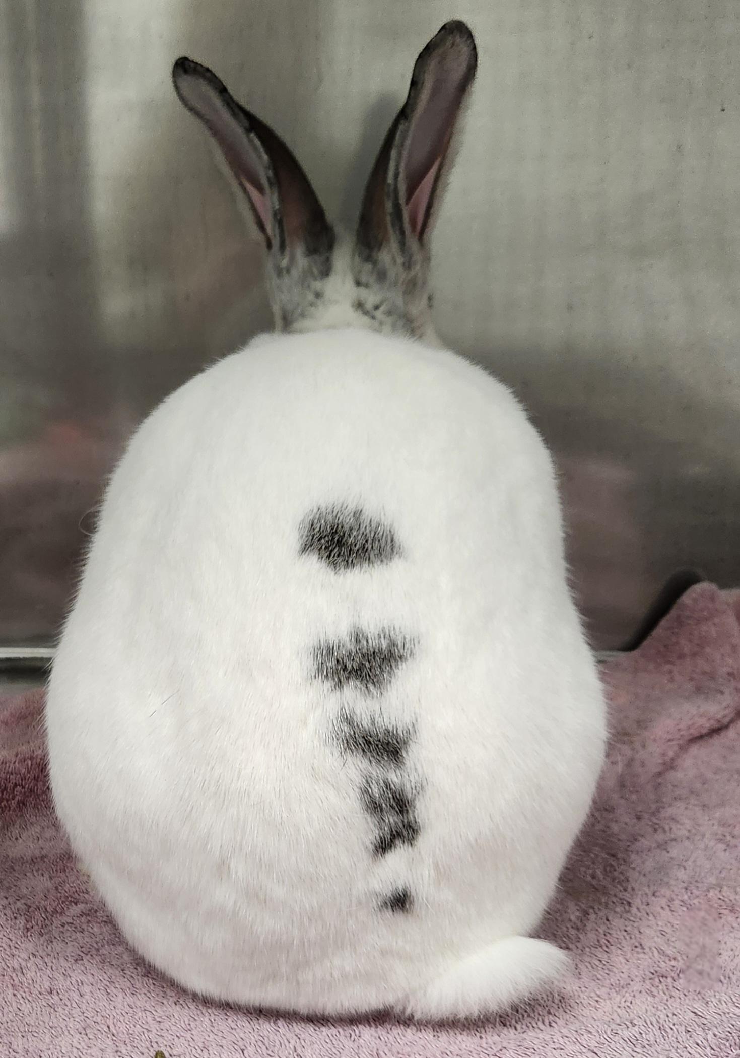 Enlarge Fig, a ADOPTABLE American in Medfield, MA image 2/5