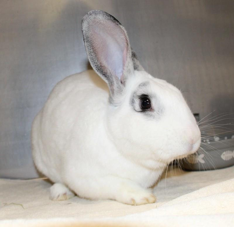 Enlarge Fig, a ADOPTABLE American in Medfield, MA image 3/5