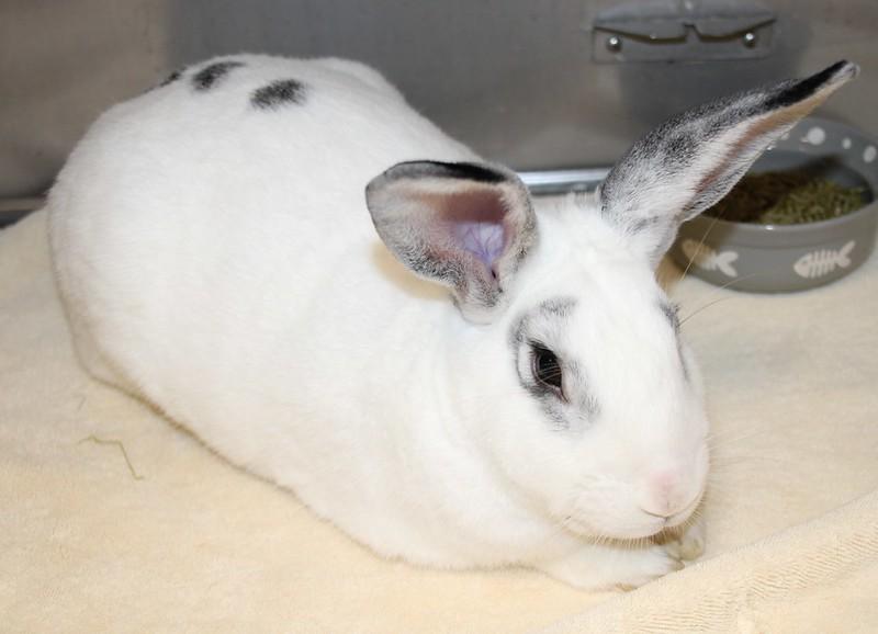 Enlarge Fig, a ADOPTABLE American in Medfield, MA image 4/5