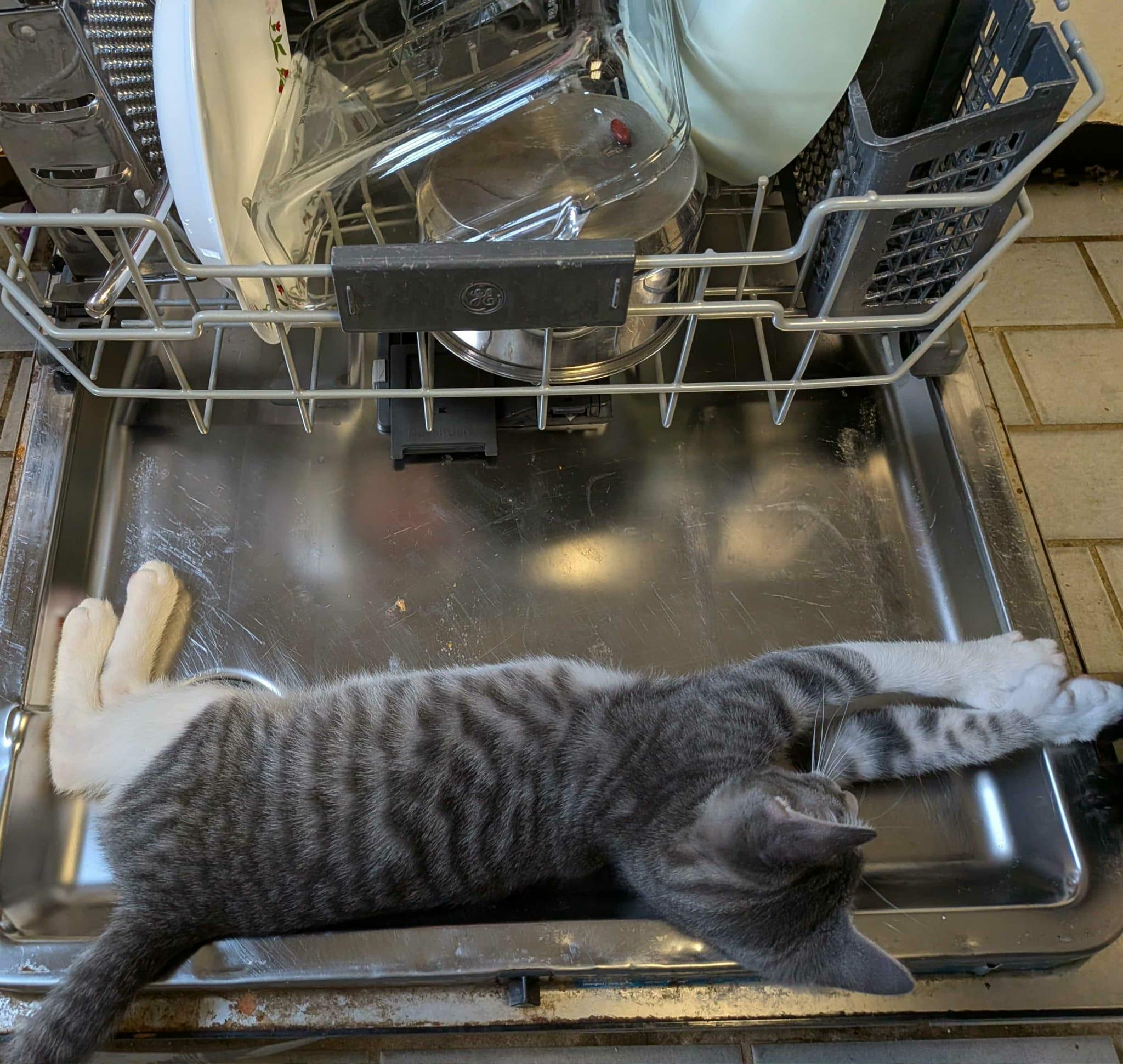 Enlarge Phineas, an adopted Domestic Short Hair in Manchester, CT image 1/3