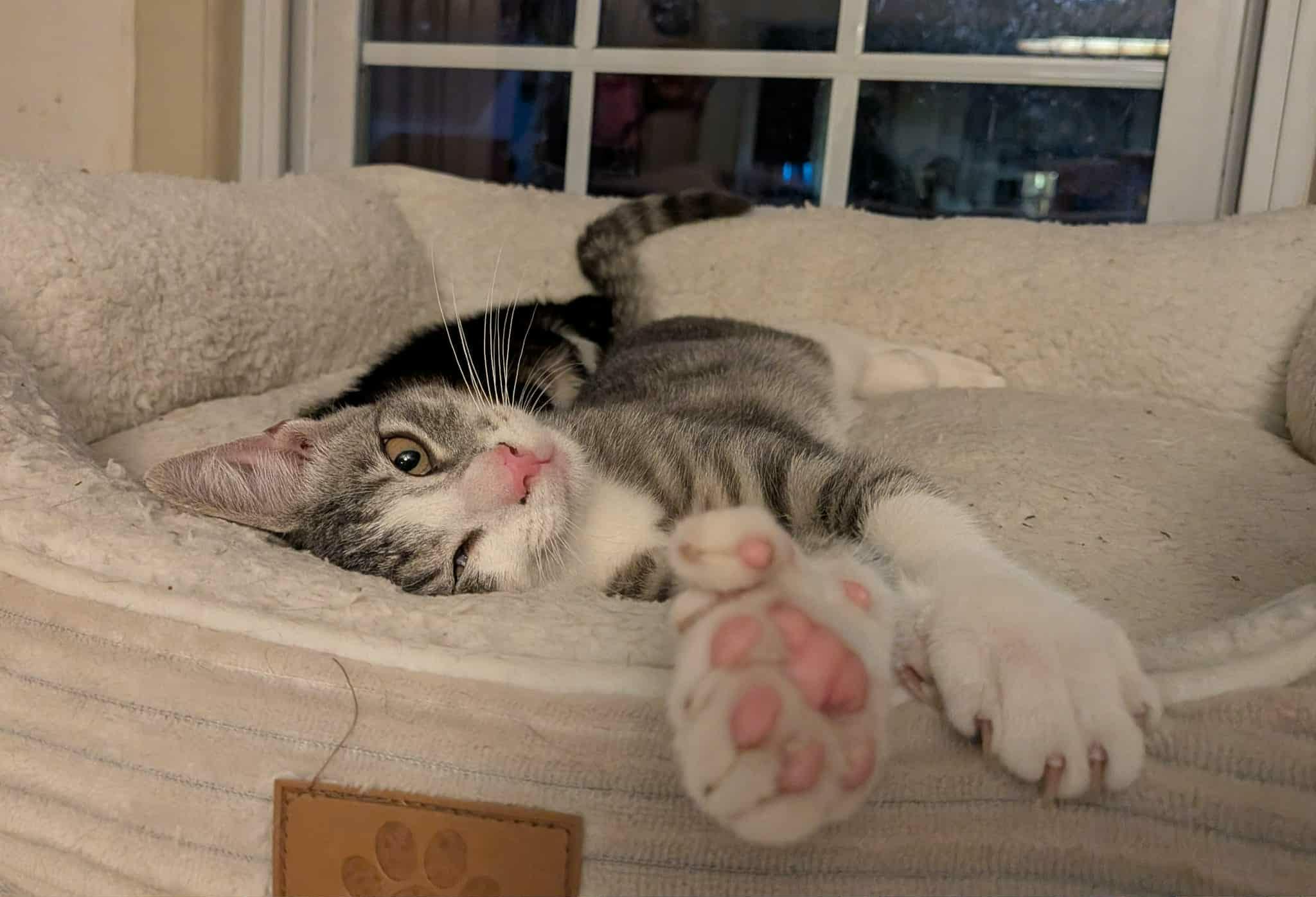 Enlarge Phineas, an adopted Domestic Short Hair in Manchester, CT image 2/3