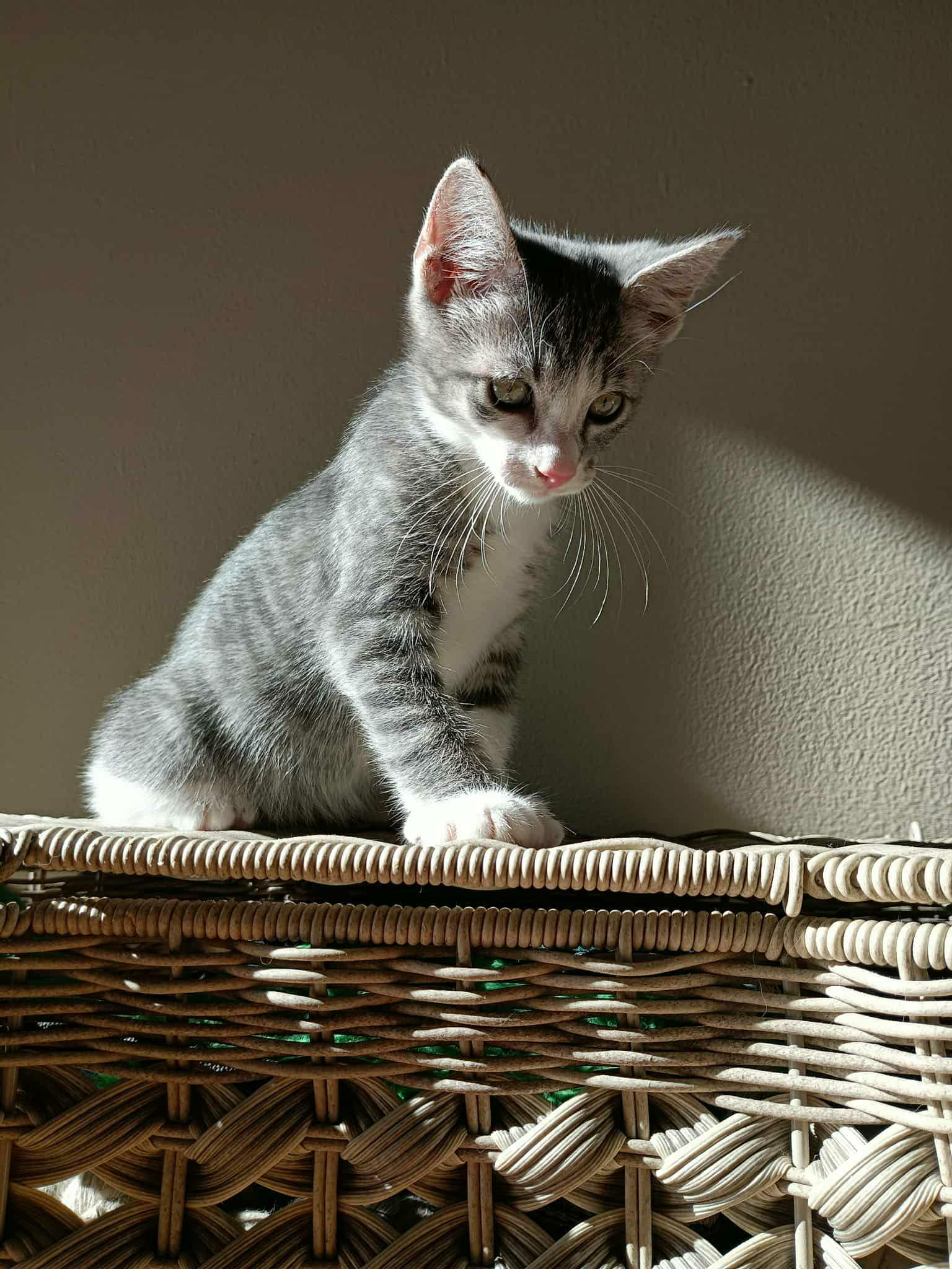 Enlarge Phineas, an adopted Domestic Short Hair in Manchester, CT image 3/3