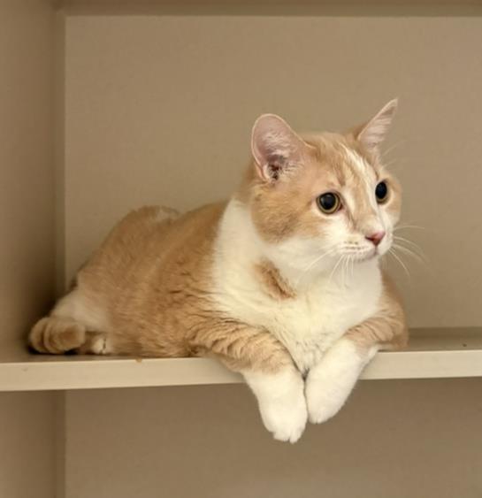PRINCESS, Adoptable, Senior Female Domestic Short Hair.