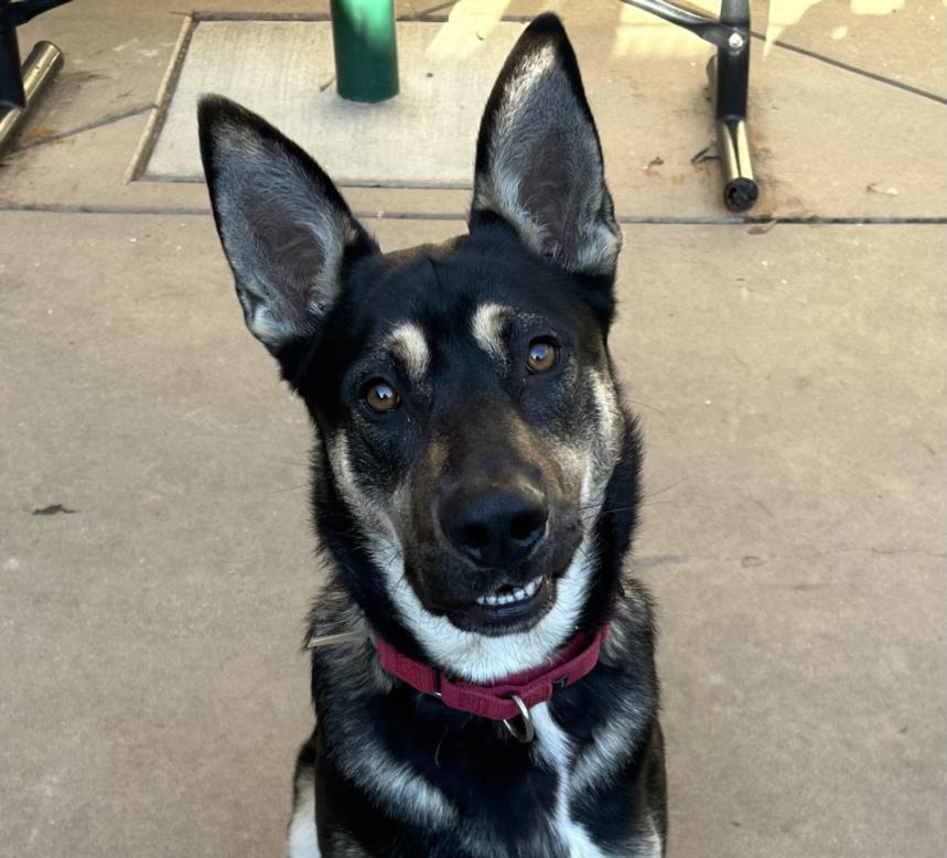 GALT, Adoptable, Young Male German Shepherd Dog & Mixed Breed.