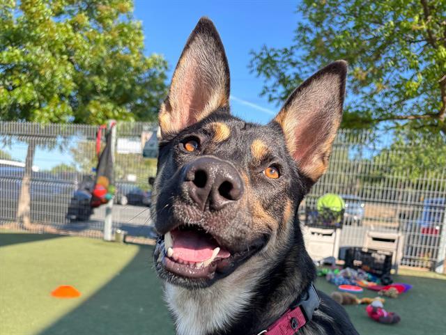 GALT, Adoptable, Young Male German Shepherd Dog & Mixed Breed.