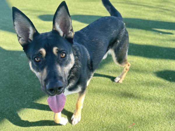 GALT, Adoptable, Young Male German Shepherd Dog & Mixed Breed.