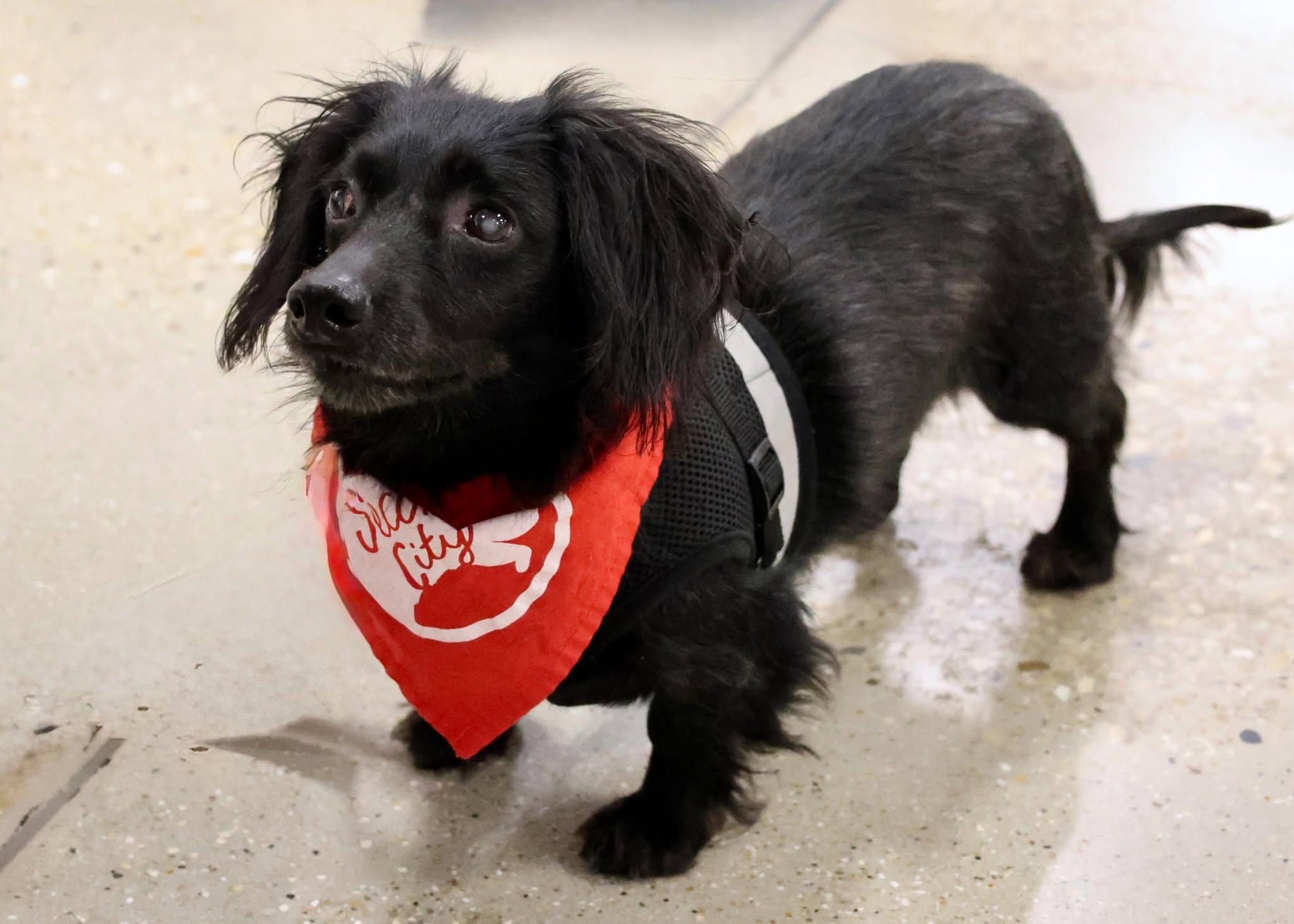 Little Man, an adoptable mixed breed in Palatine, IL image 2/5