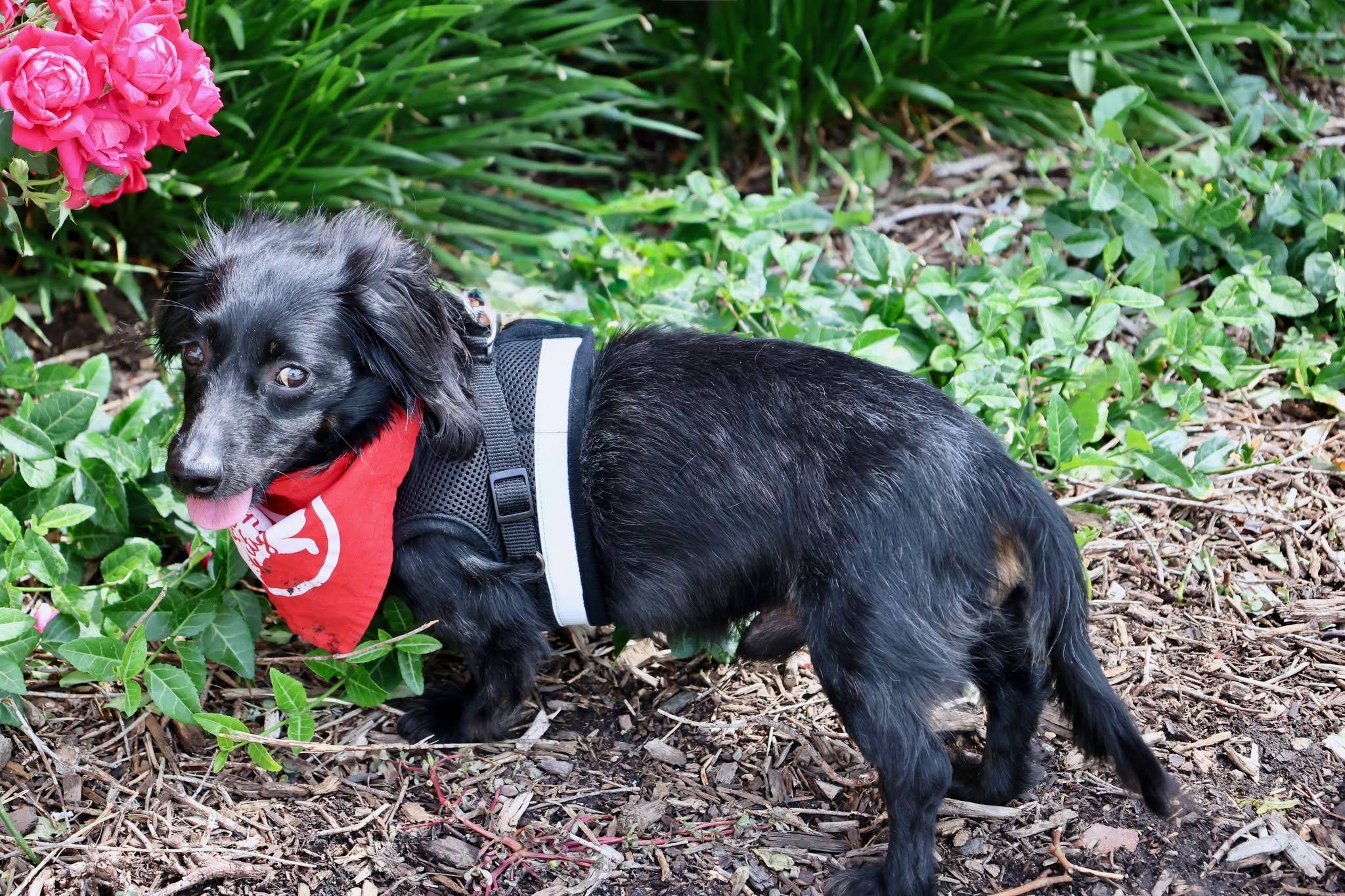 Little Man, an adoptable mixed breed in Palatine, IL image 4/5