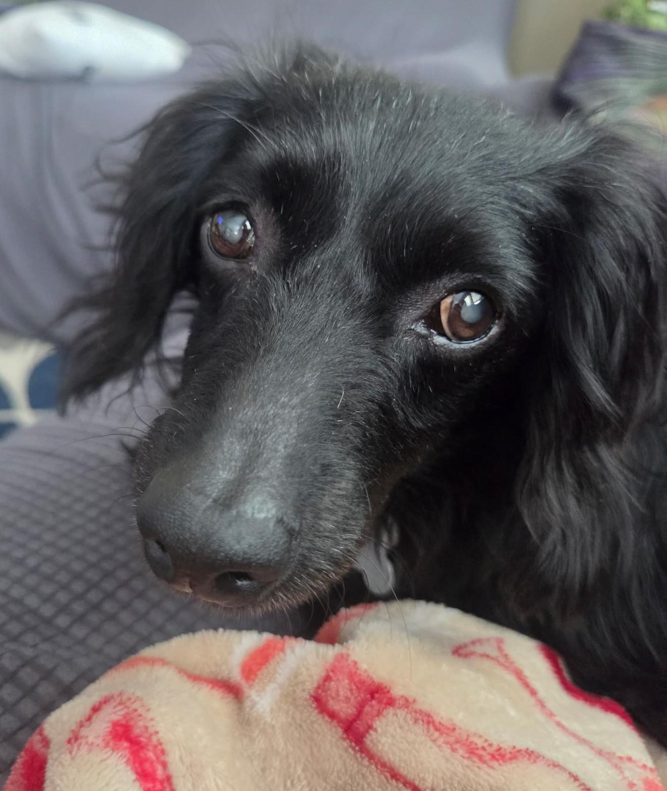 Little Man, an adoptable mixed breed in Palatine, IL image 3/5