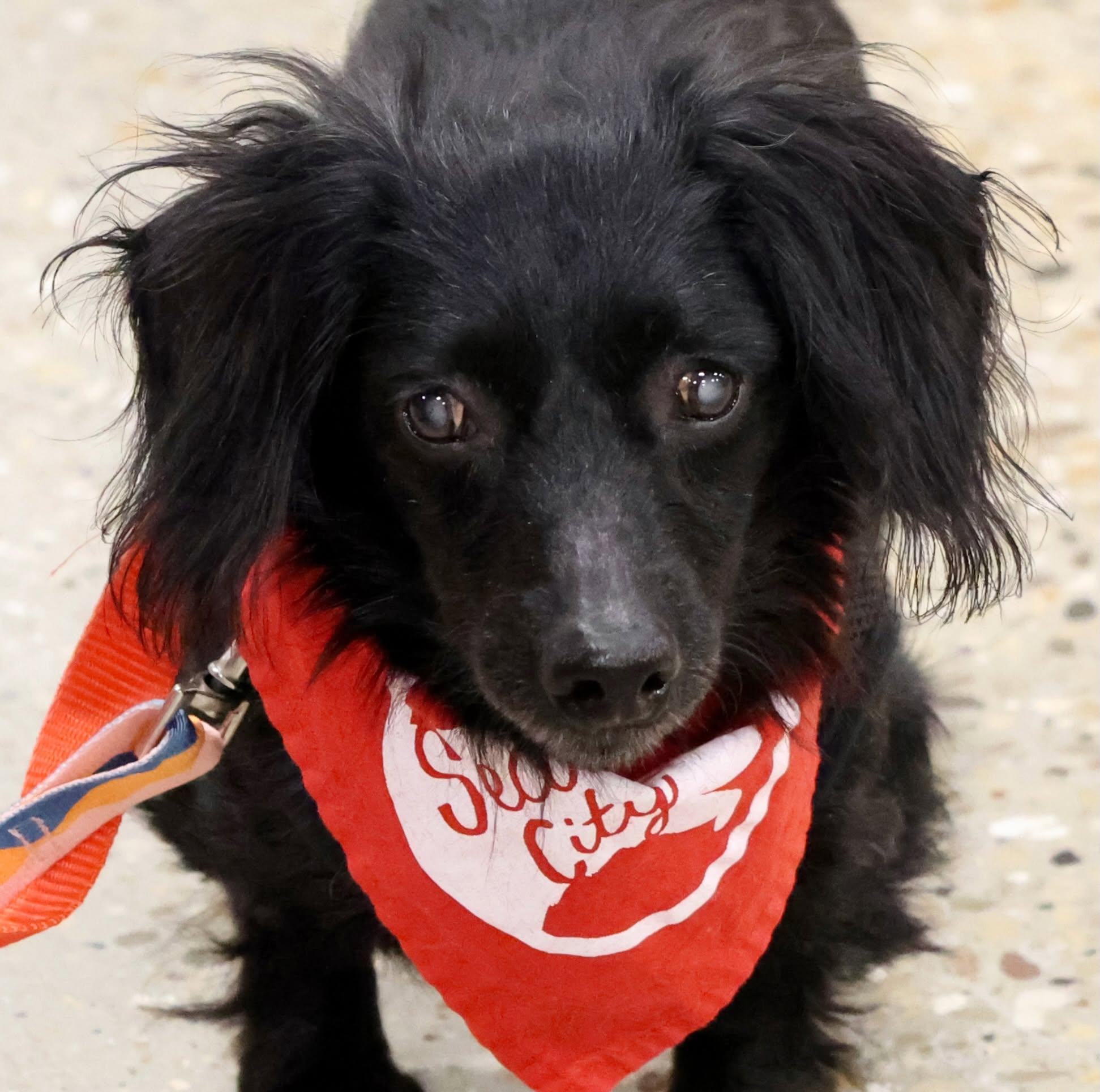 Little Man, adoptable, Senior Male Dachshund (Long Haired) & Mixed Breed.
