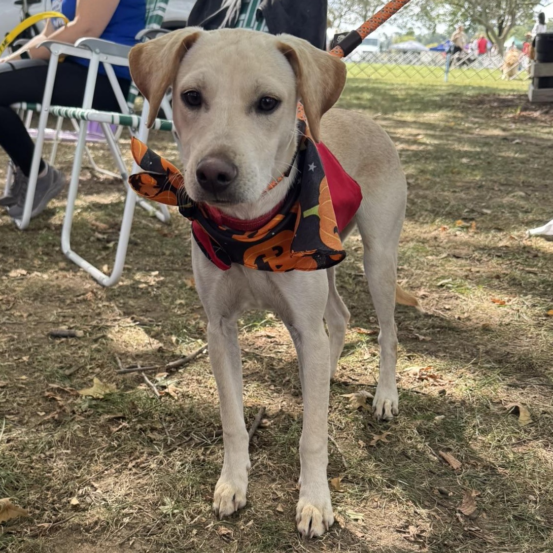 Dog for adoption - Danny, a Labrador Retriever Mix in Danbury, CT ...