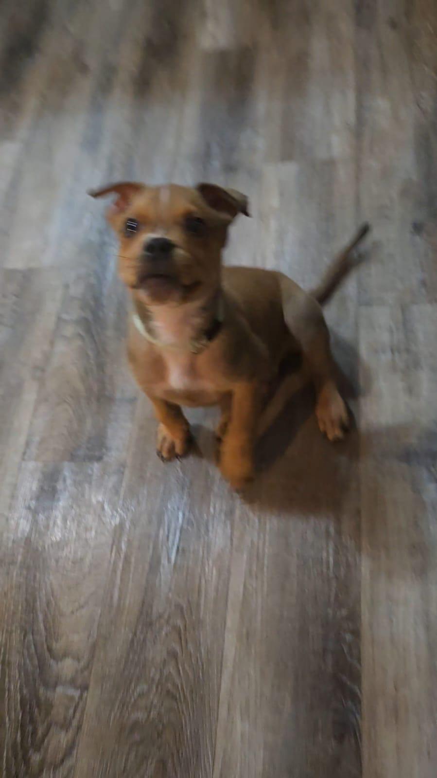 Enlarge Jimmy, a Adoptable mixed breed in Oakville, ON image 2/2