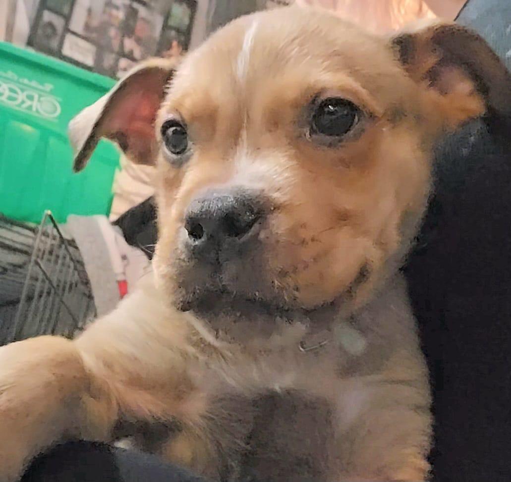 Jimmy, Adoptable, Puppy Male American Bully.