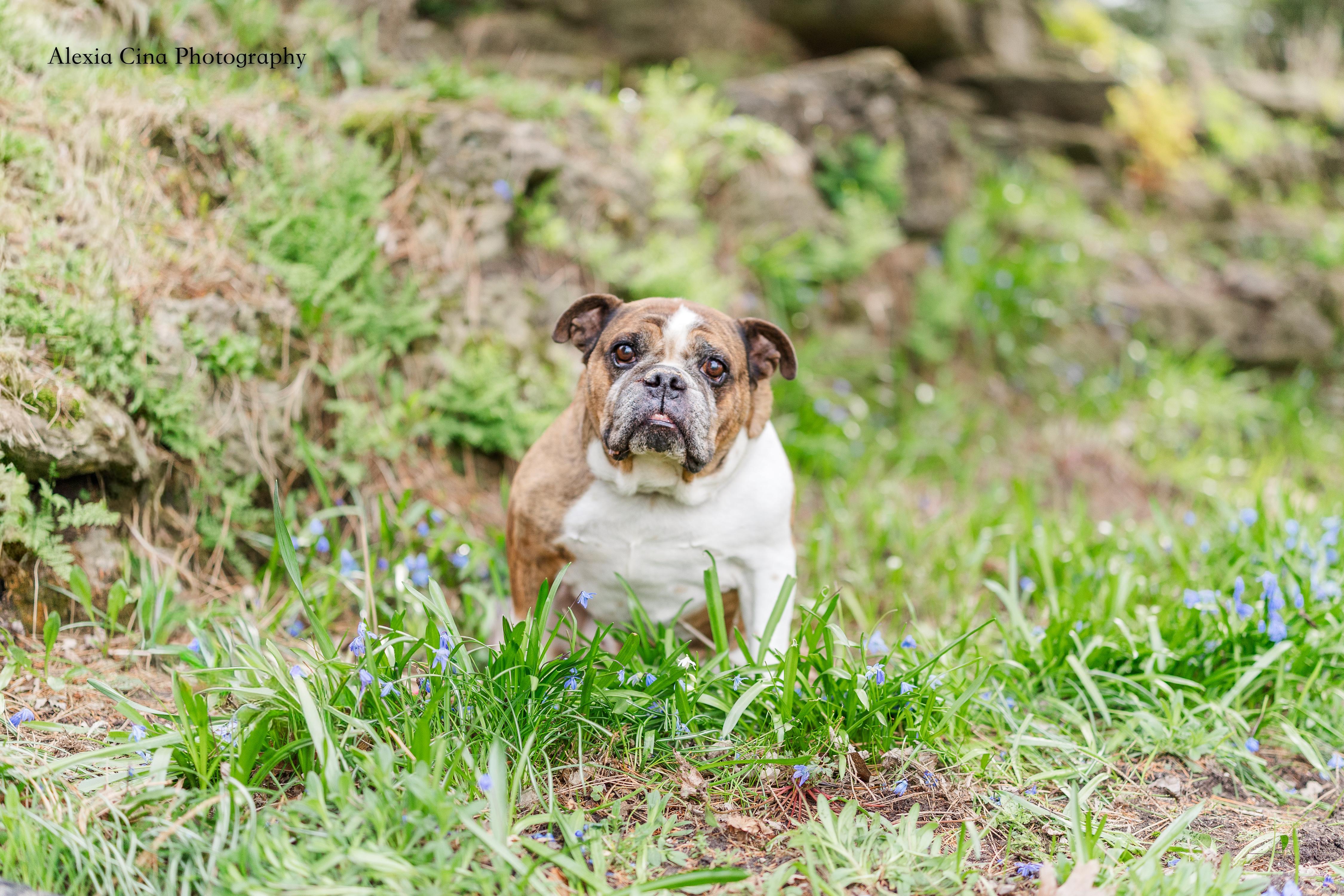 Dachi, ADOPTABLE, Adult Male English Bulldog.