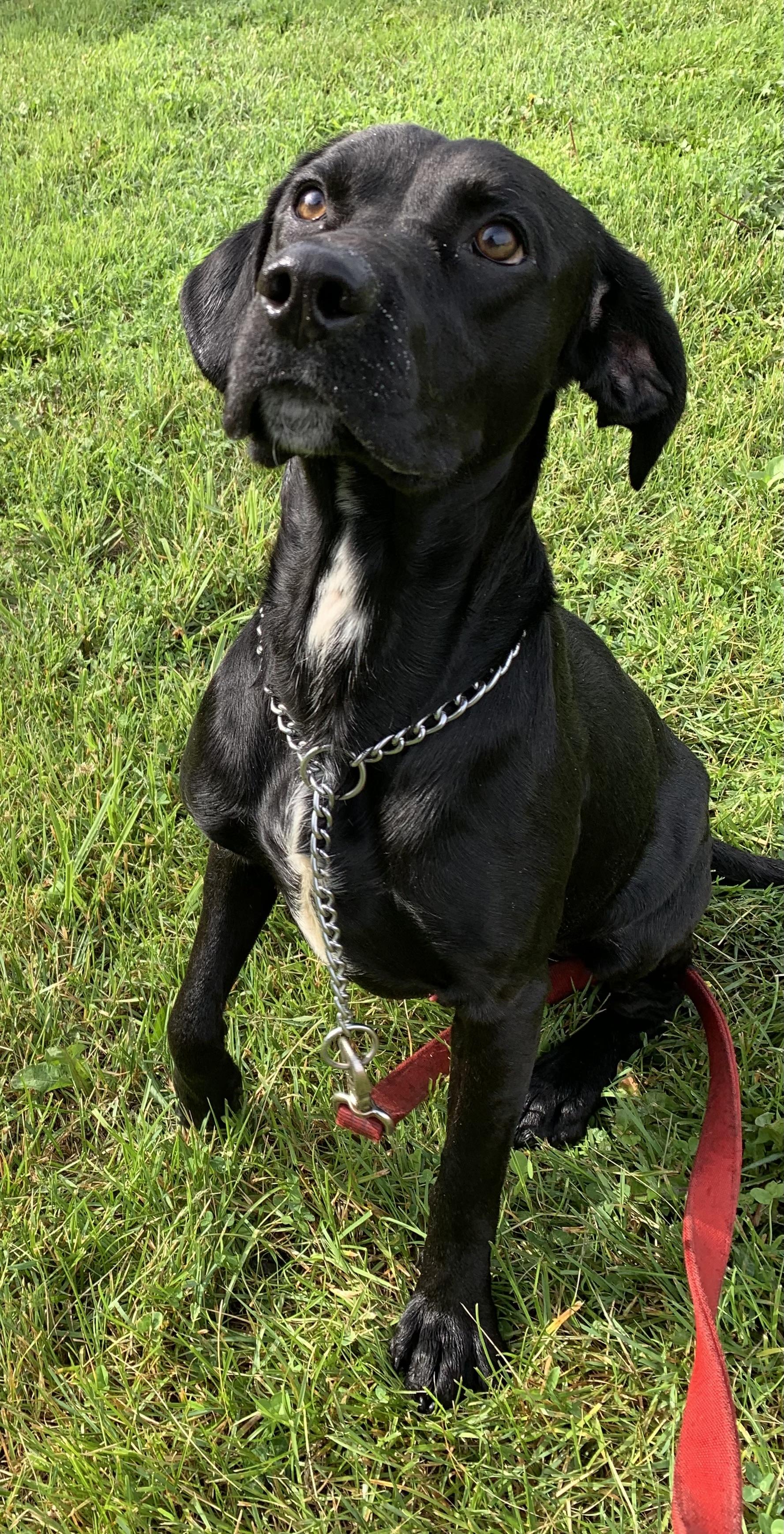 Enlarge Cooper, a ADOPTABLE mixed breed in Massena, NY image 3/6
