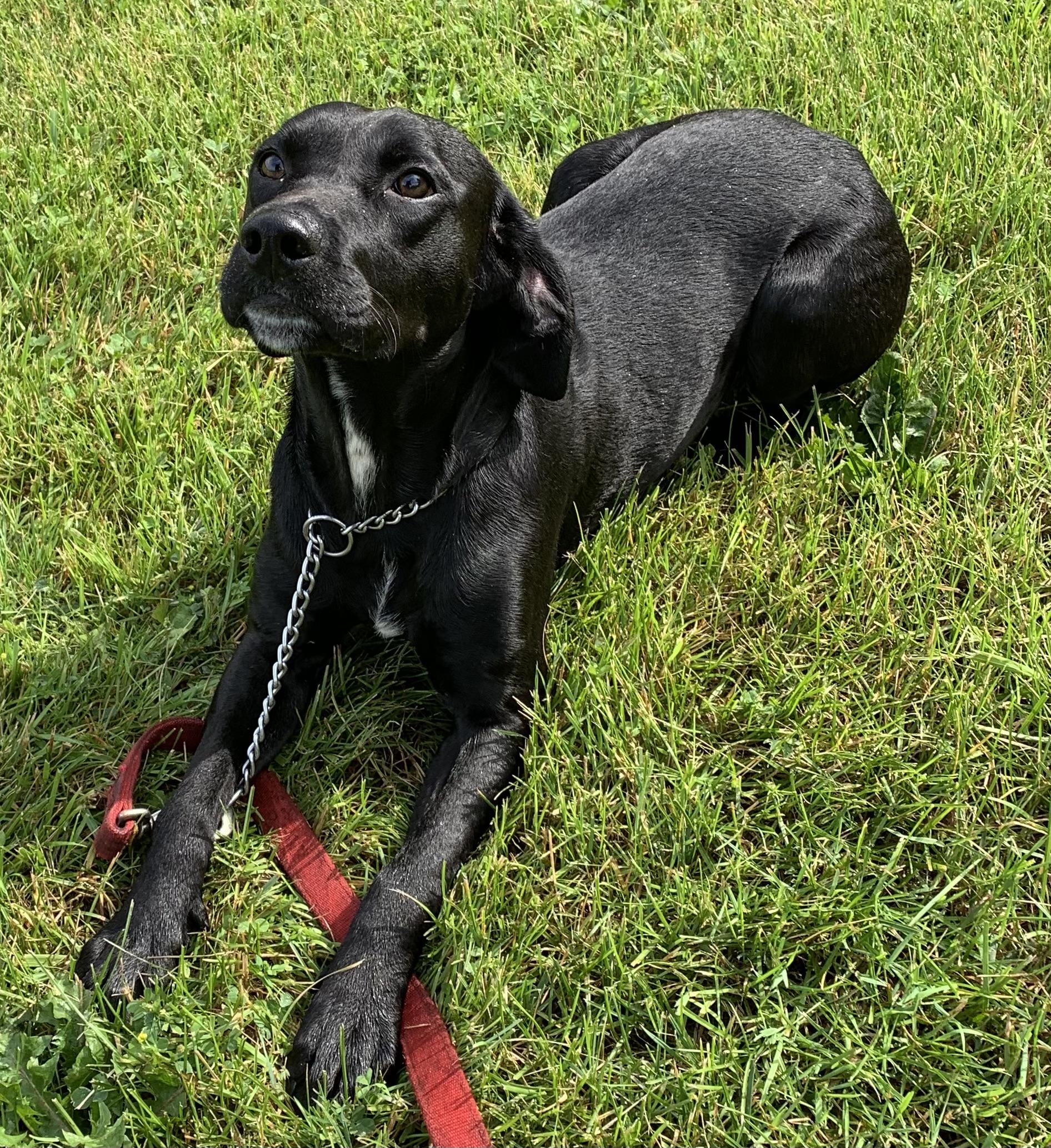 Enlarge Cooper, a ADOPTABLE mixed breed in Massena, NY image 5/6