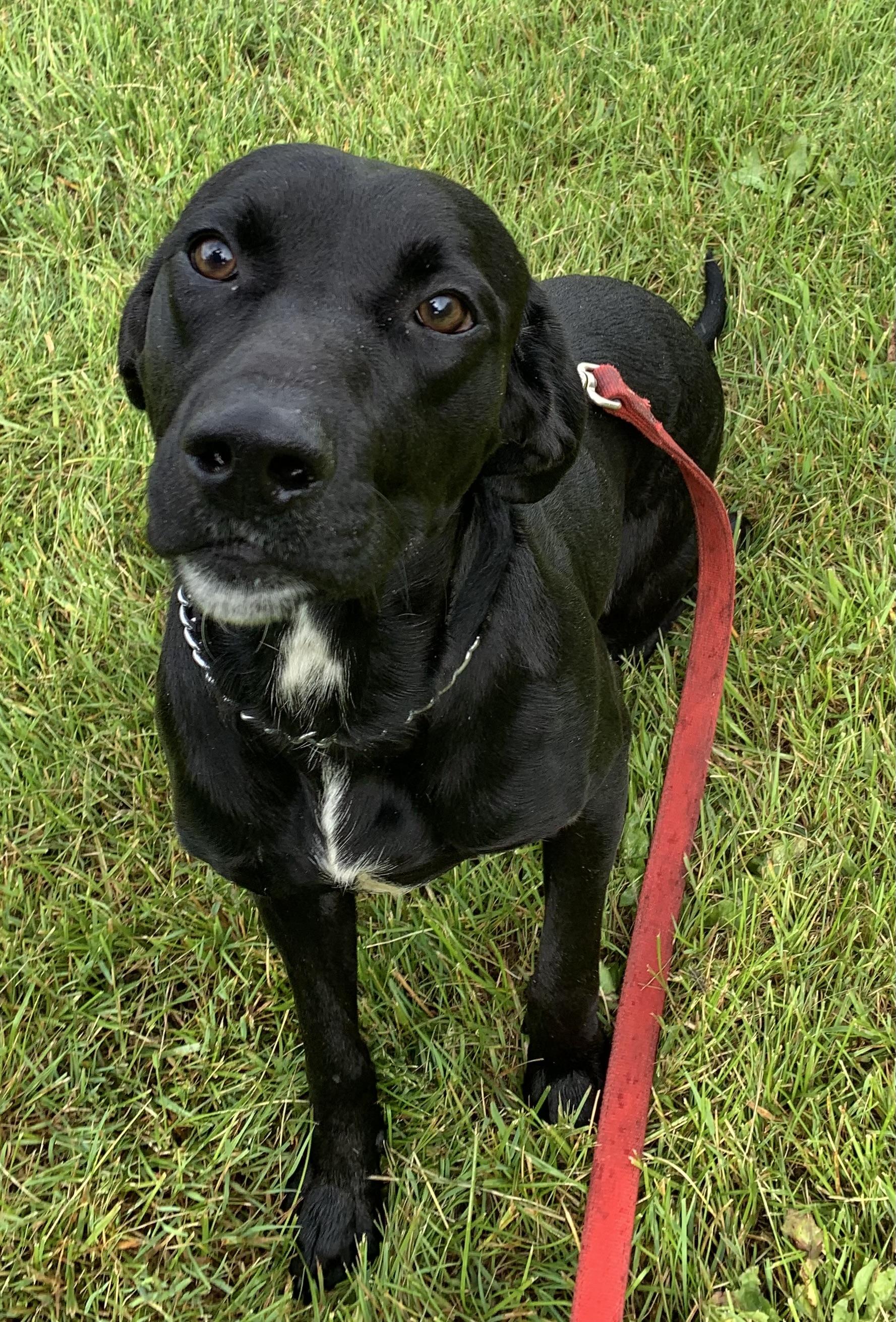 Cooper, ADOPTABLE, Young Male Black Labrador Retriever.