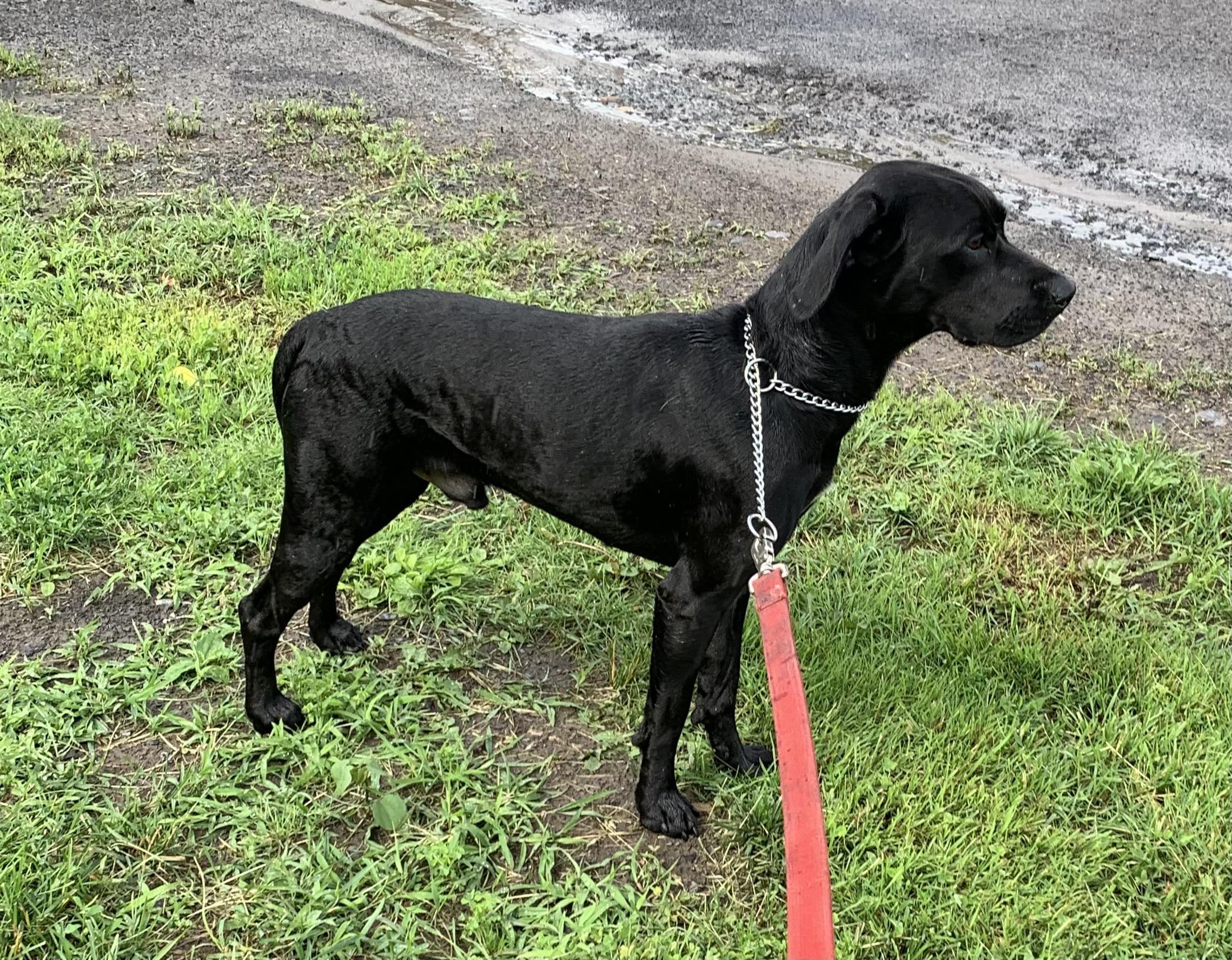 Enlarge Cooper, a ADOPTABLE mixed breed in Massena, NY image 4/6