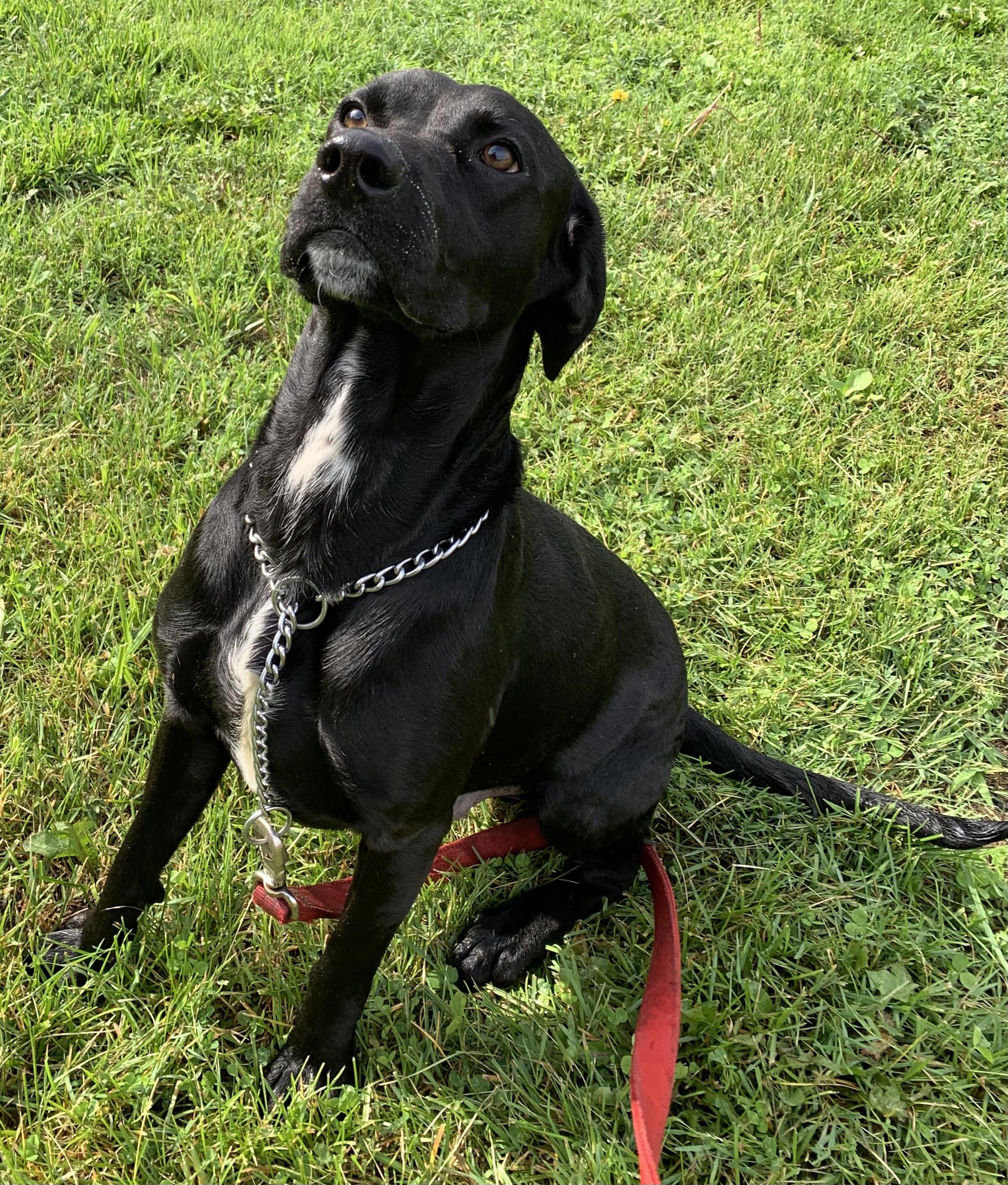 Enlarge Cooper, a ADOPTABLE mixed breed in Massena, NY image 6/6