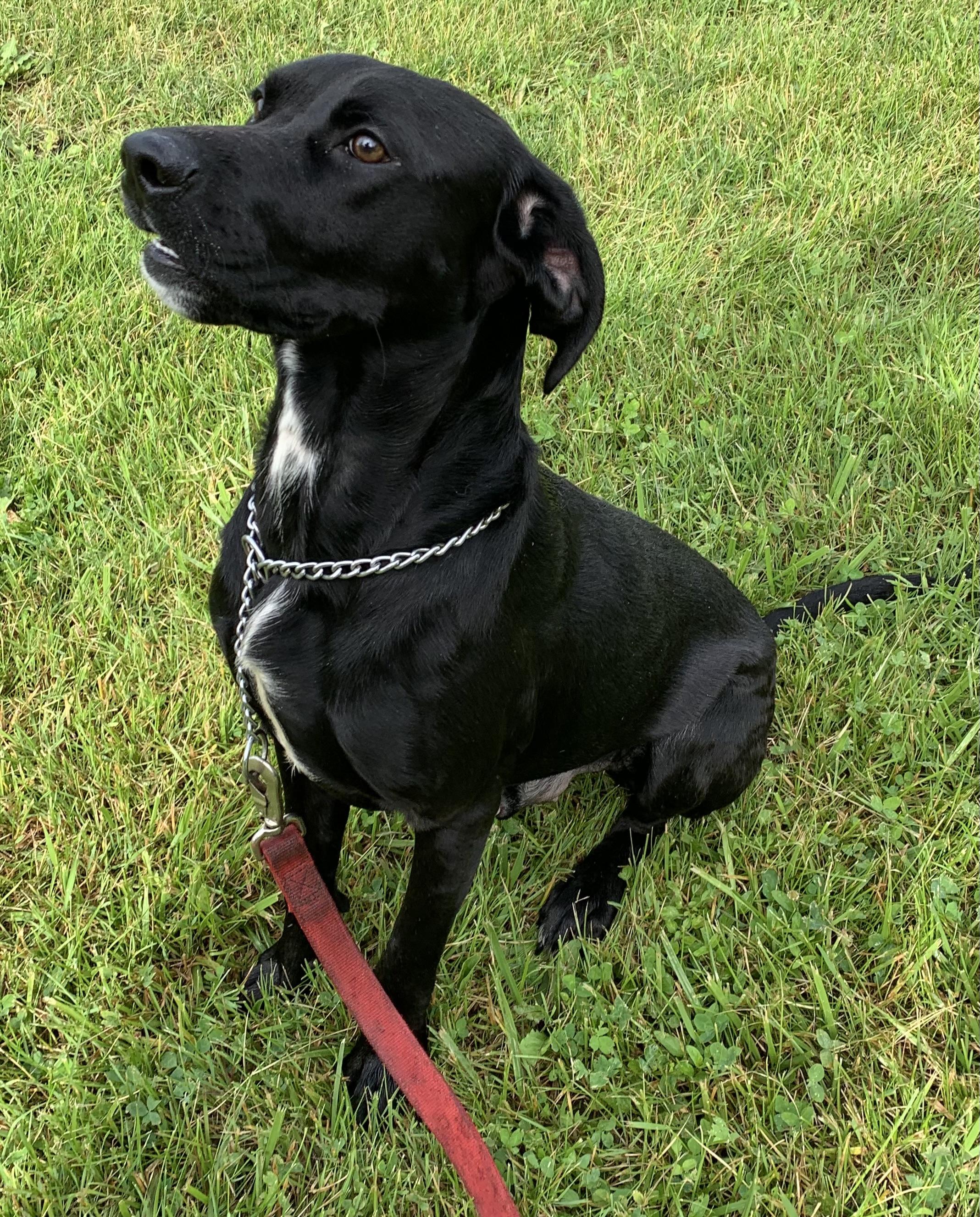 Enlarge Cooper, a ADOPTABLE mixed breed in Massena, NY image 2/6