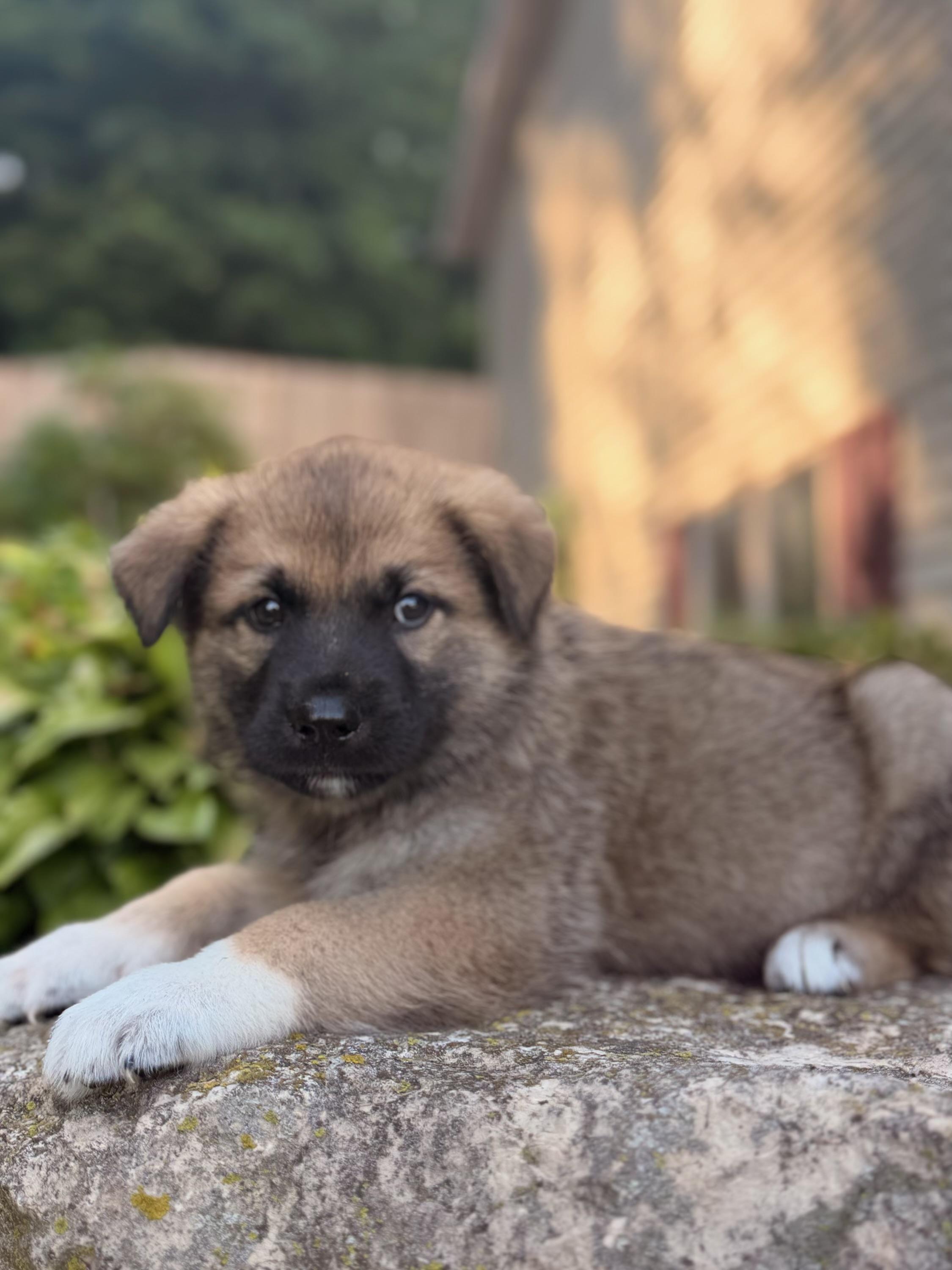 Enlarge Colton, a ADOPTABLE mixed breed in North Freedom, WI image 5/5