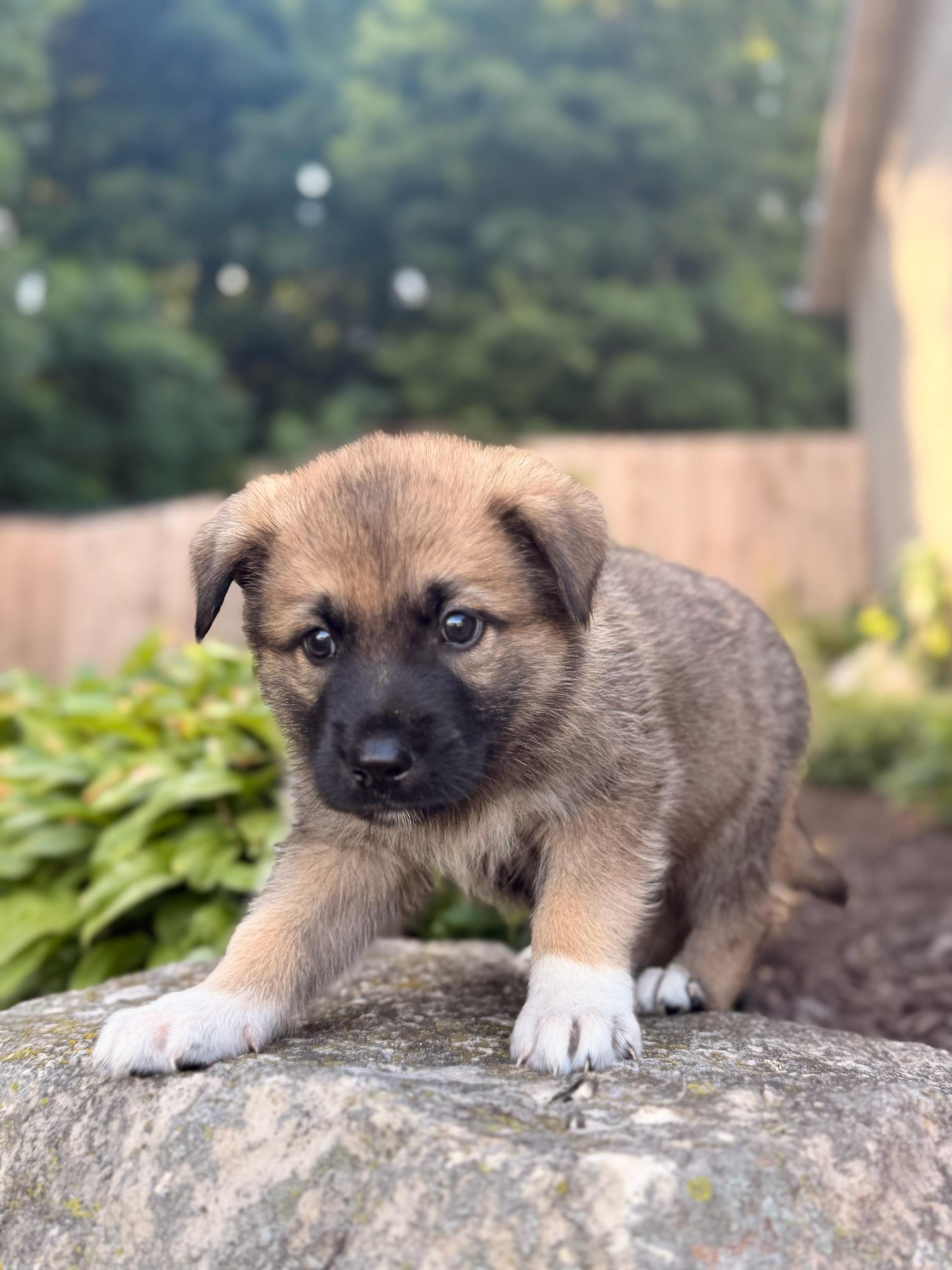 Enlarge Colton, a ADOPTABLE mixed breed in North Freedom, WI image 2/5
